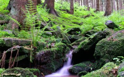 LAUFTREFF am 17.08.2019